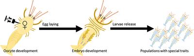 A crustacean vitellogenin-derived peptide as an oocyte-specific delivery vehicle for gene silencing